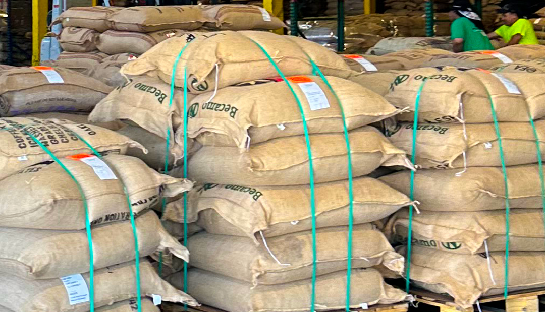 The Sunflower Coffee Program Part 2: Down the Rabbit Hole (The Education of a Roaster)